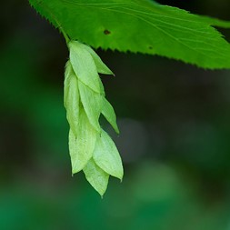 Ostrya virginiana (eastern hophornbeam)